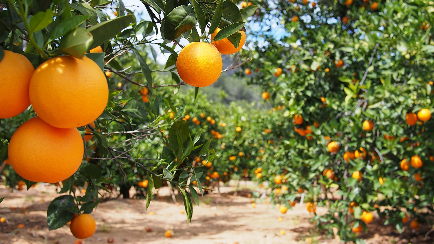 Fertilizing in Citrus